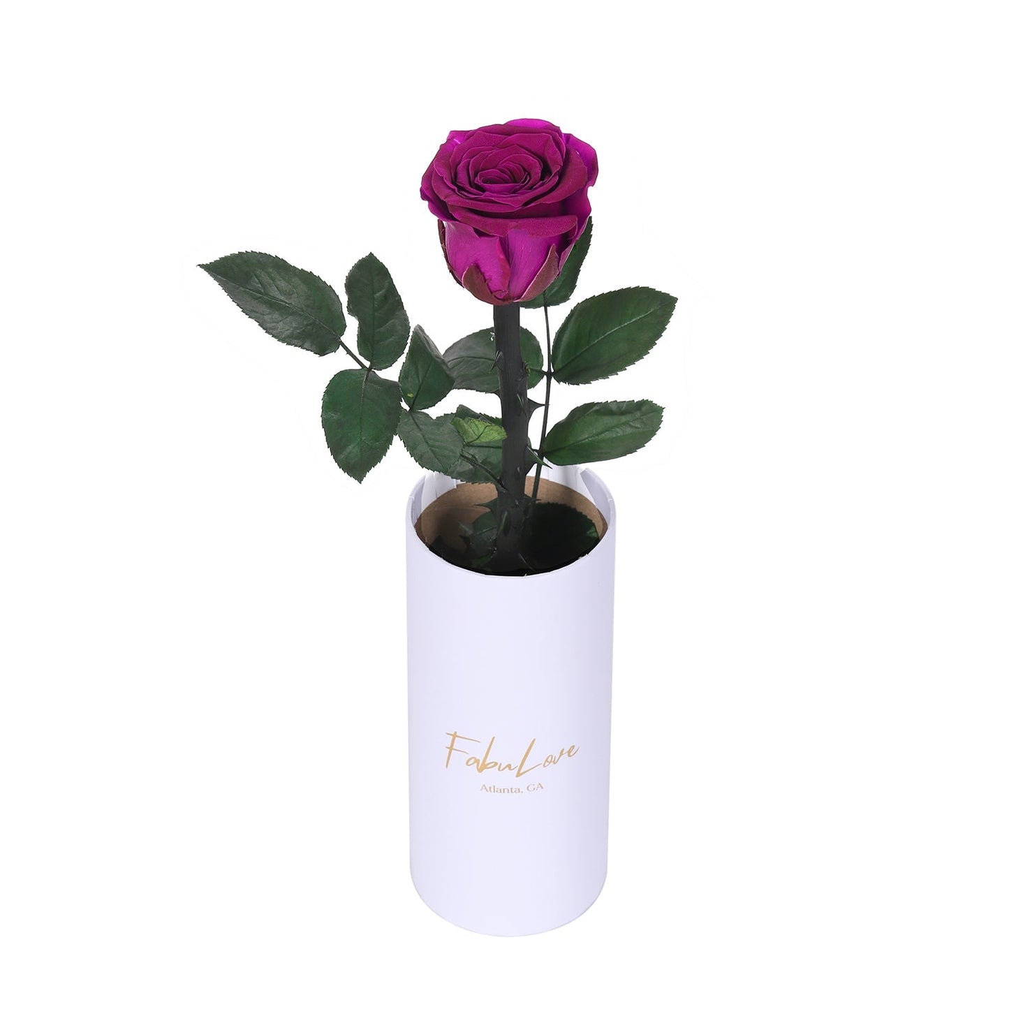 Klasyczna RóżaJedna Wieczna