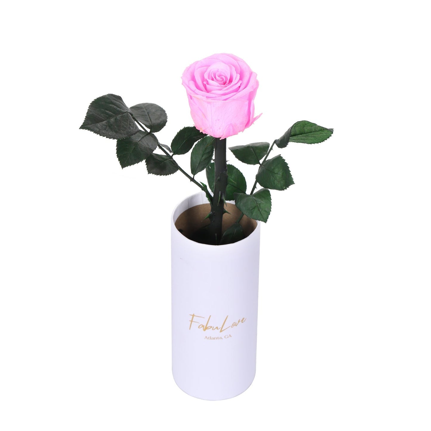 Klasyczna RóżaJedna Wieczna