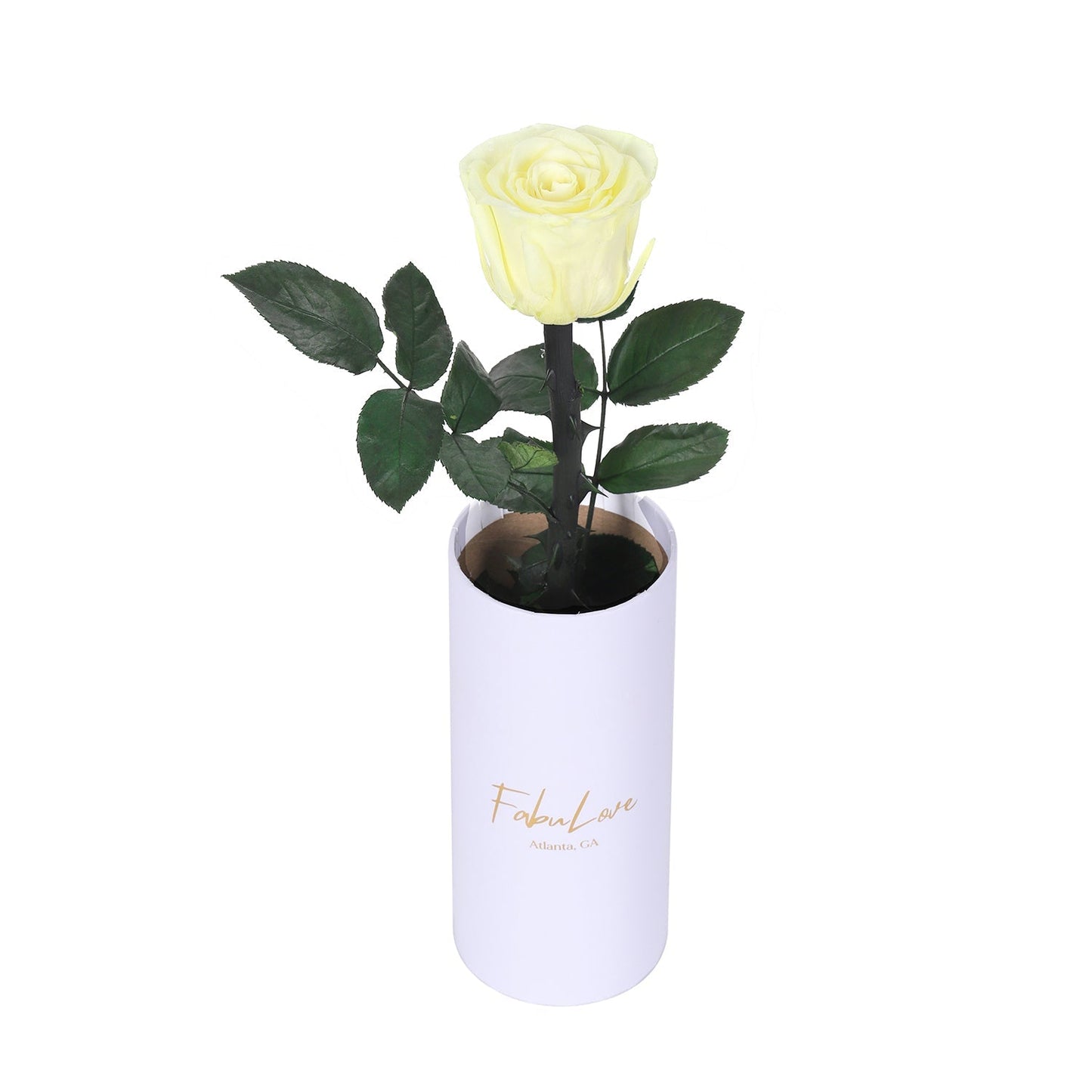 Klasyczna RóżaJedna Wieczna