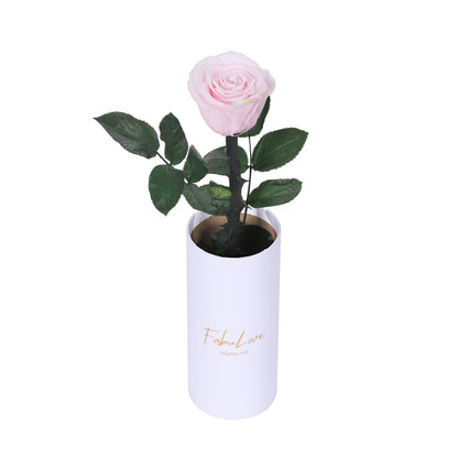 Klasyczna RóżaJedna Wieczna